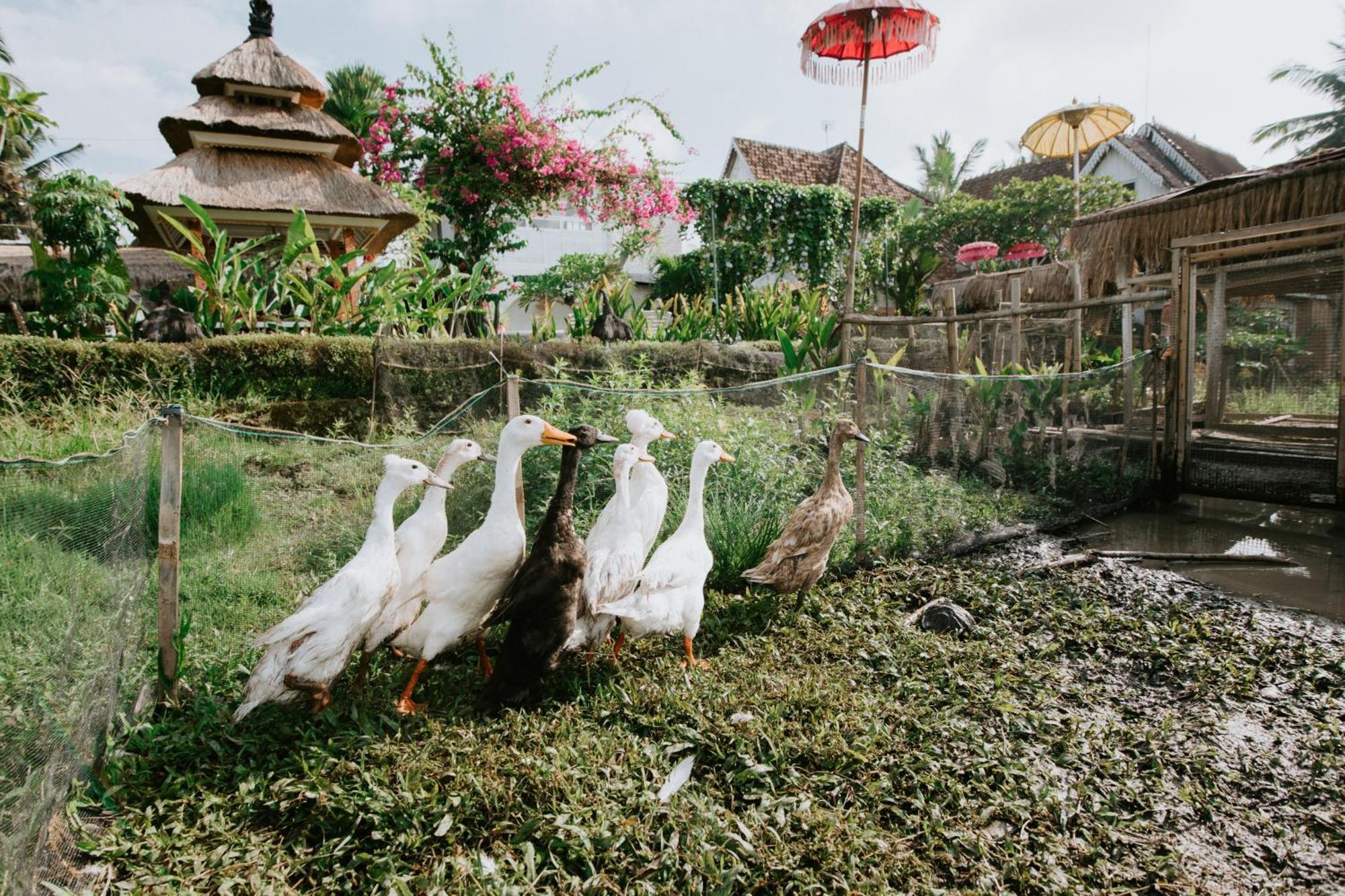 The Rice Joglo Eco-Stay Ubud Exteriér fotografie