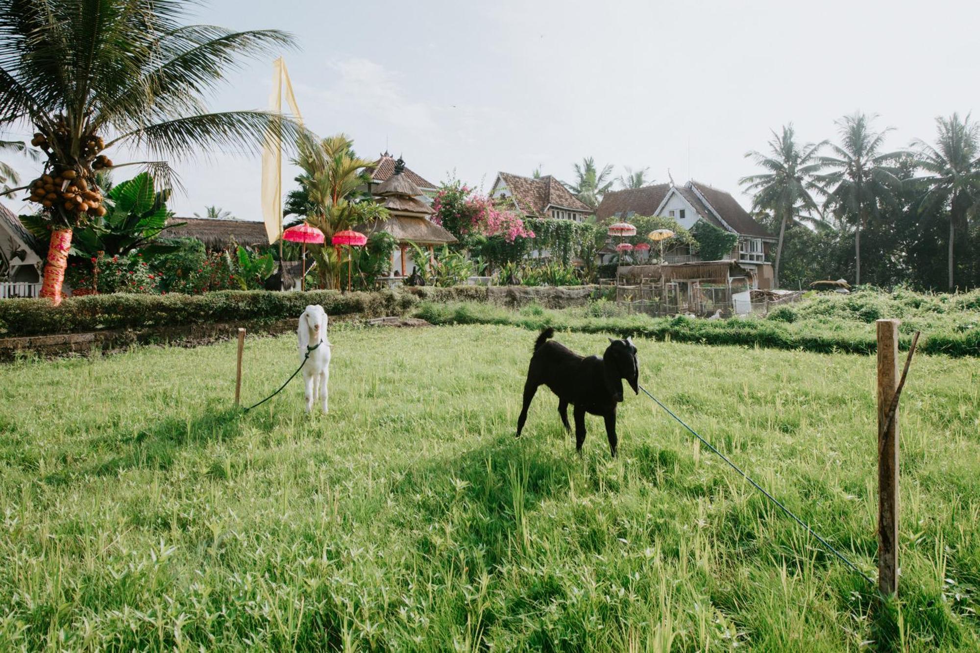 The Rice Joglo Eco-Stay Ubud Exteriér fotografie